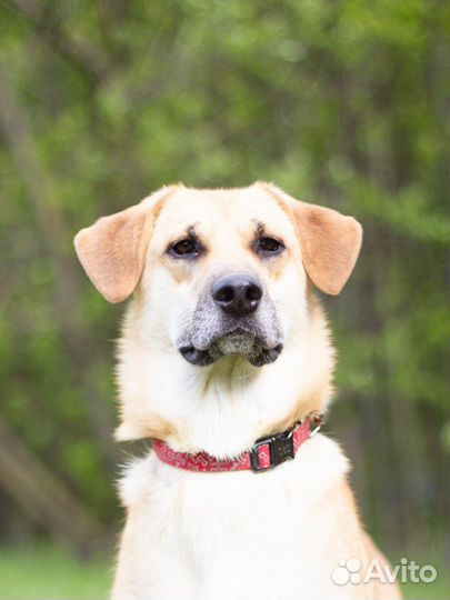 Замечательная собака в дар