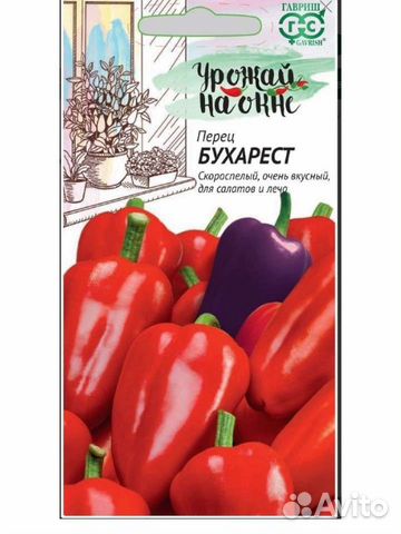 Рассада перца