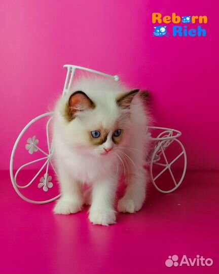 Рэгдолл (ragdoll) девочка от питомника