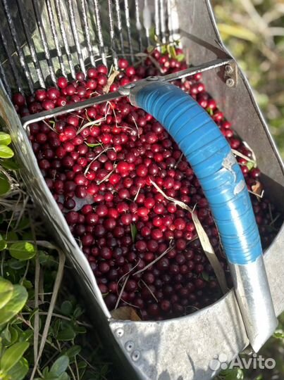 Продам бруснику