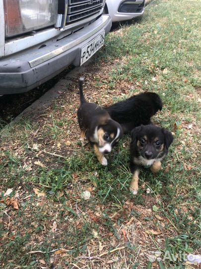 Щеночки в дар