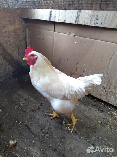 Петух 7 мес