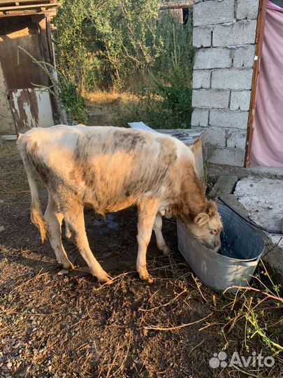 Телка и бычки