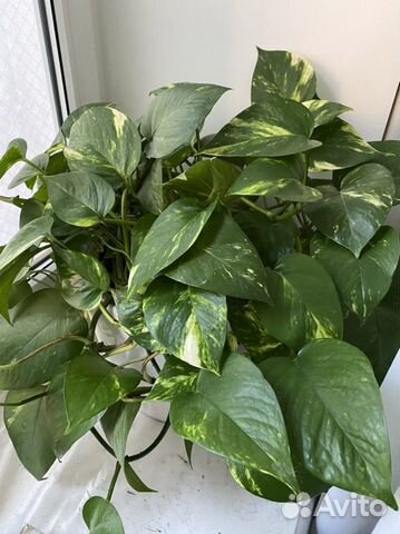 Цветок в горшке