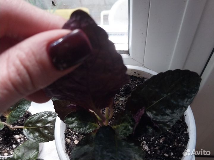 Комнатные цветы