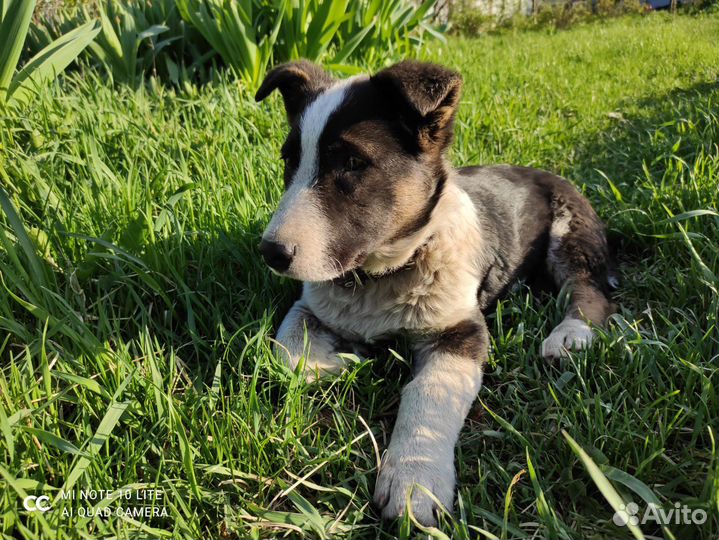 Малыш Миша ищет дом