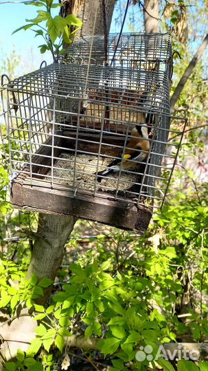 Продаю птицы щеглы