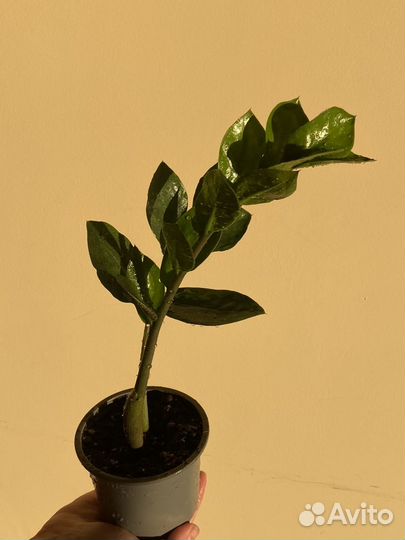 Замиокулькас