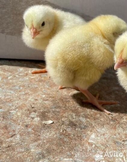 Цыплята бройлера росс-308 (Венгрия)