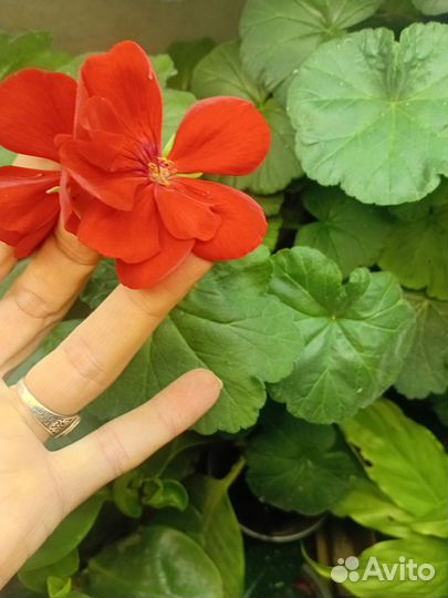 Пеларгония