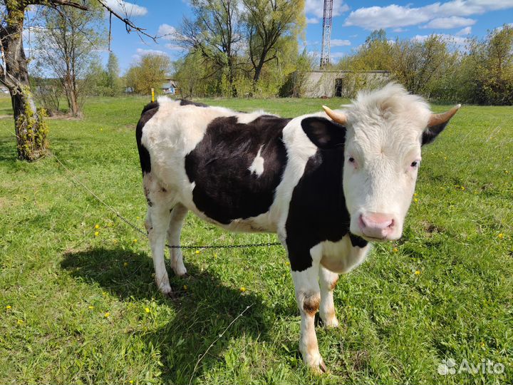 Телки на племя