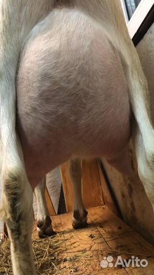 Сельхоз животные козы