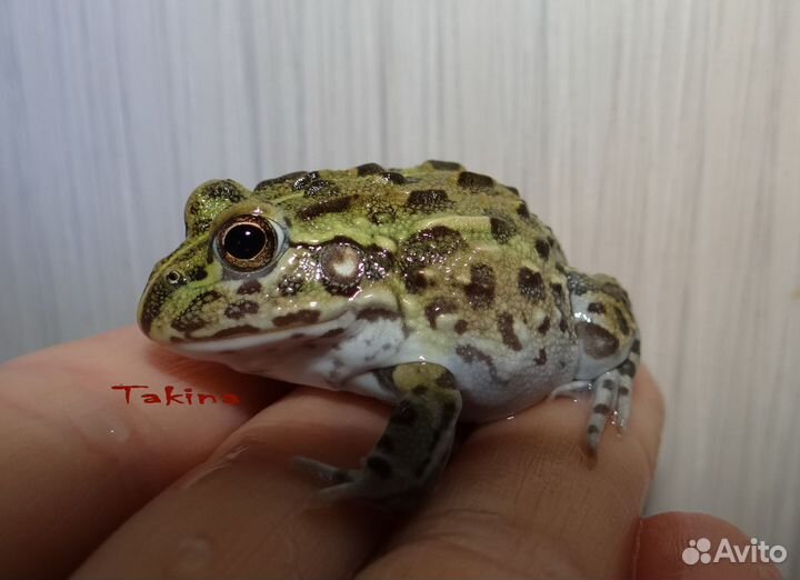 Лягушка водонос Pyxicephalus adspersus