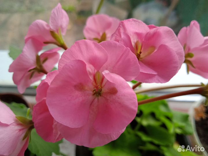 Герань пеларгония