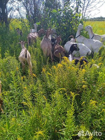 Козы козлята