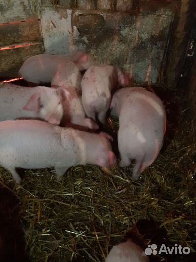 Поросенок ландрас