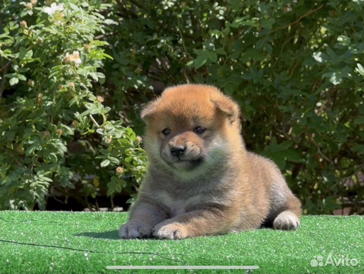 Щенок Сиба Шоу перспектива