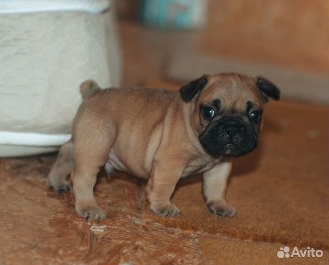 Яркие щенки