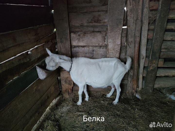 Продаются козы