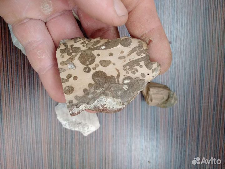 Коллекция окаменелостей