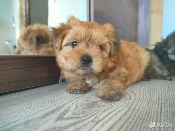 Щенки в добрые руки