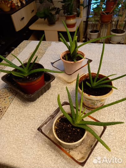 Алоэ столетник