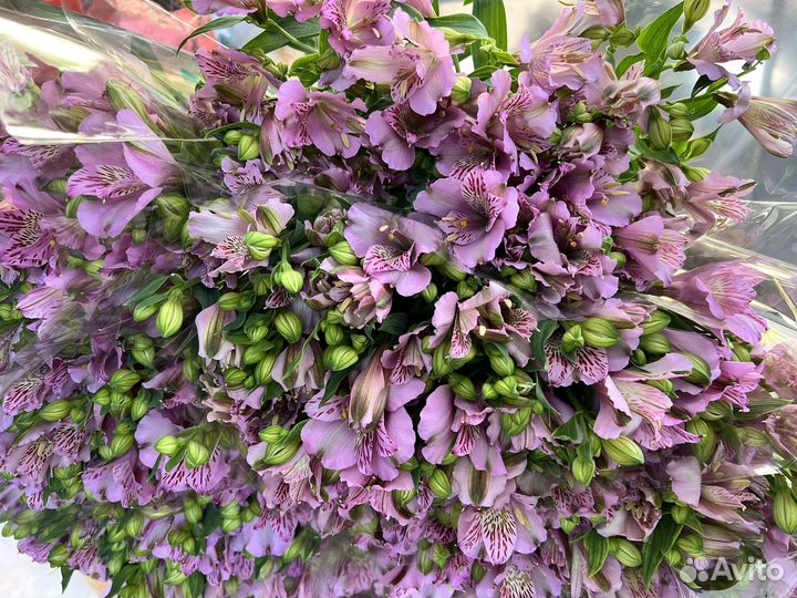 Цветы альстромерия