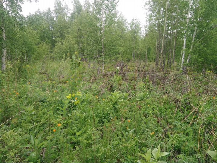 Участок 10 сот. (СНТ, ДНП)