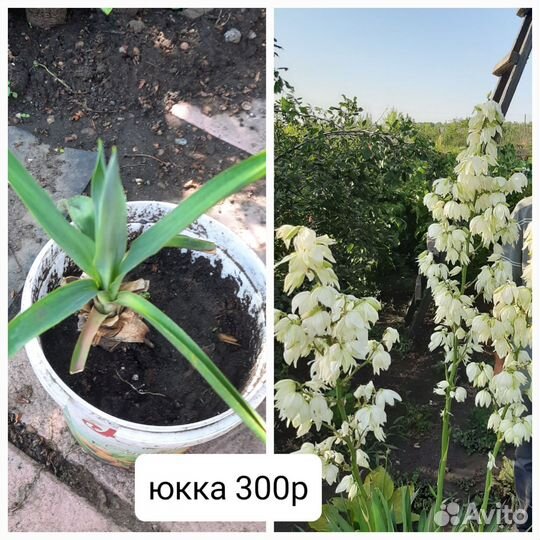 Лаванда и юкка