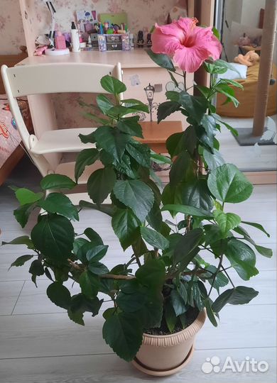 Сортовые гибискусы