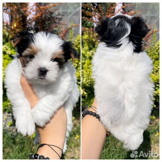 Бивер терьер щенки п-ка Костбар Шатц