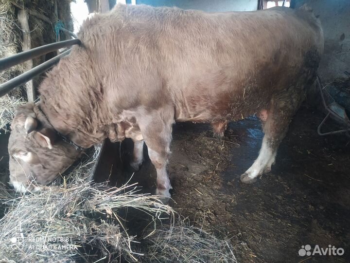 Быки на мясо или на племя