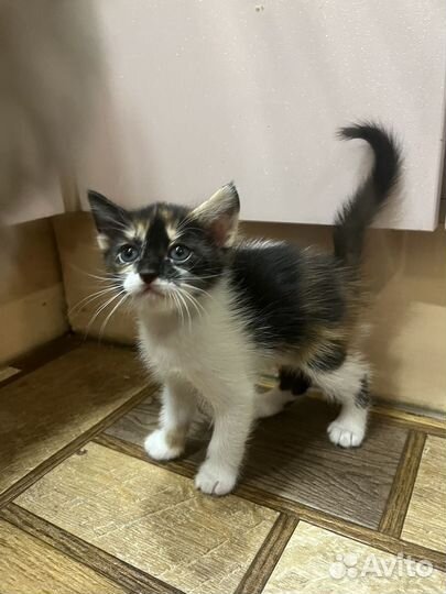 Кошка в дар