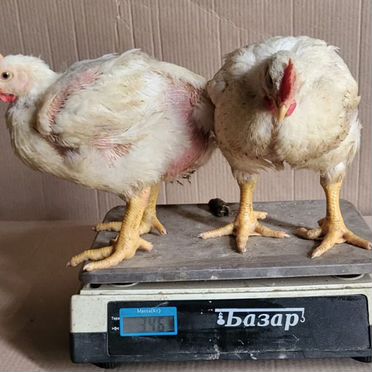 Бройлер "Росс-308"