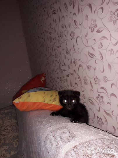 Черный котенок вислоухий