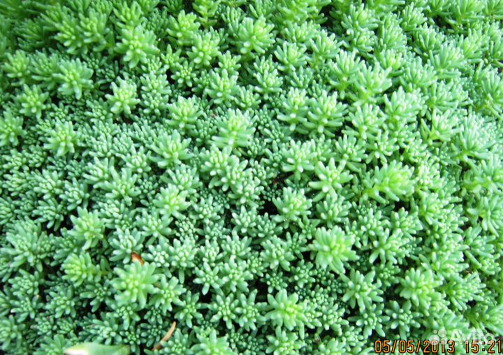 Почвопокровные растения