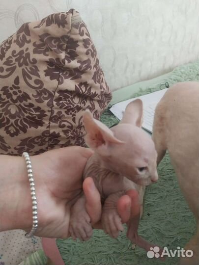 Канадский сфинкс котенок