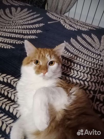 Котик ищет дом