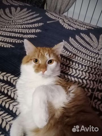 Котик ищет дом