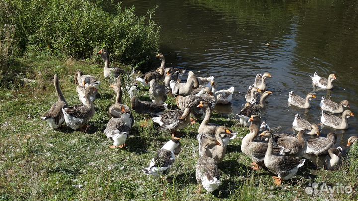 Холмогорские гуси
