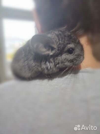 Шиншилла