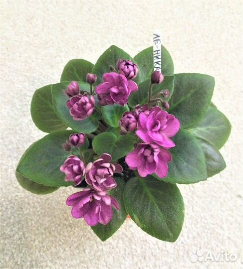 Цветущие фиалки мини и полумини