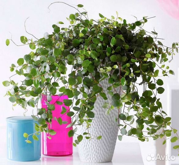 Мюленбекия Ампельная/почвопокровник