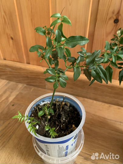 Жасмин многоцветковый