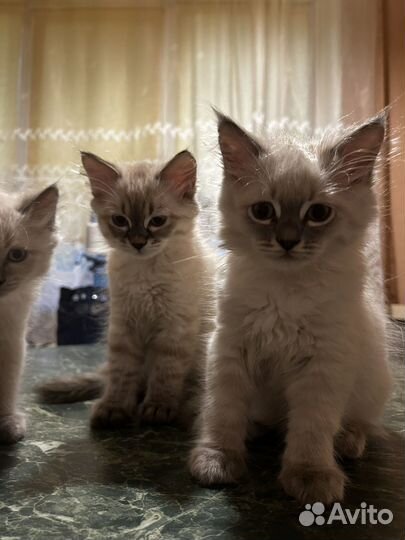 Невская маскарадная