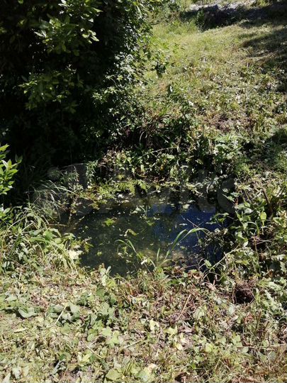 Участок 31 сот. (СНТ, ДНП)