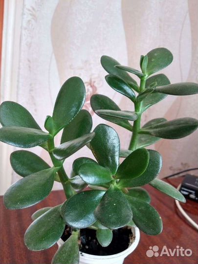 Толстянка, денежное дерево