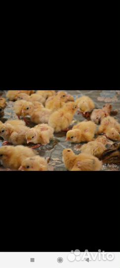 Инкубационное яйцо техасских перепелов