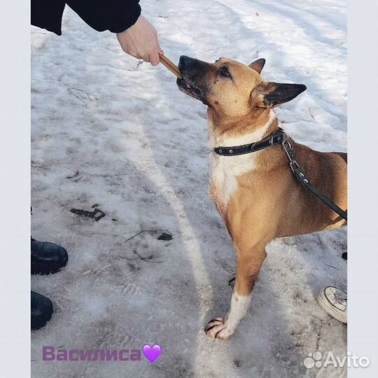 Красавица из приюта