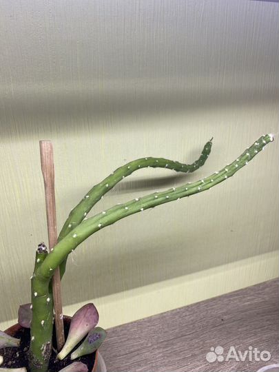 Аустроцилинропунция шиловидная